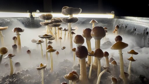 fungus